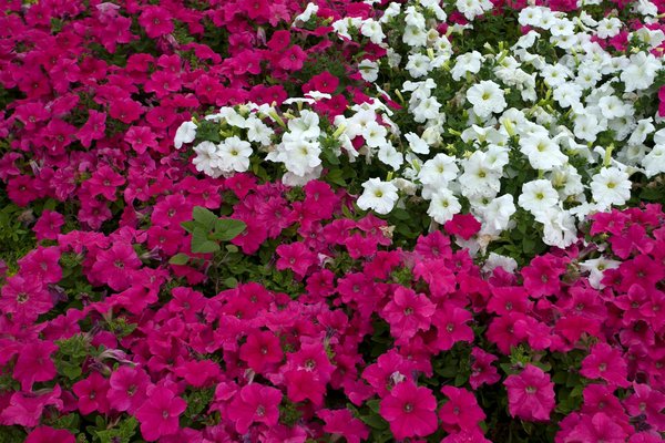 Guide ultime pour un air pur : nettoyage de votre climatisation